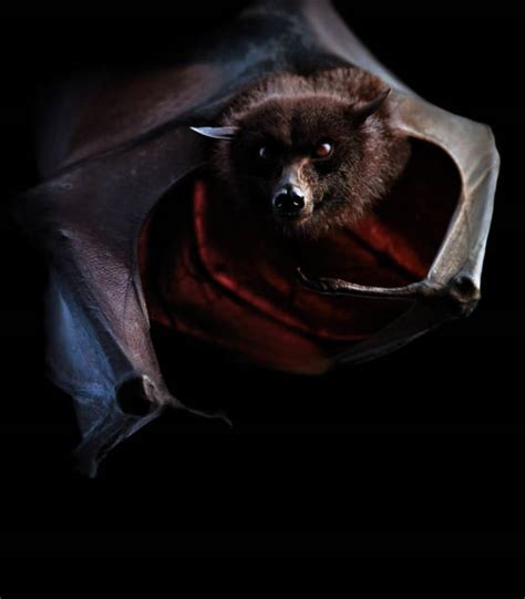 Scary Flying Fox Stock Videos and Royalty-Free Footage - iStock