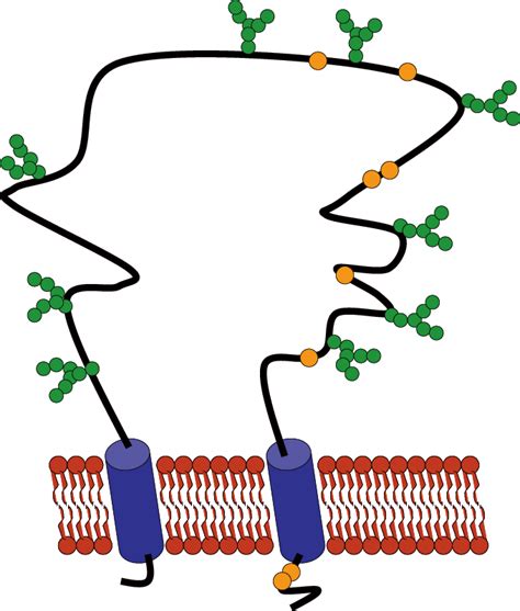 Scavenger Receptor Class B Type I Is a Plasma …