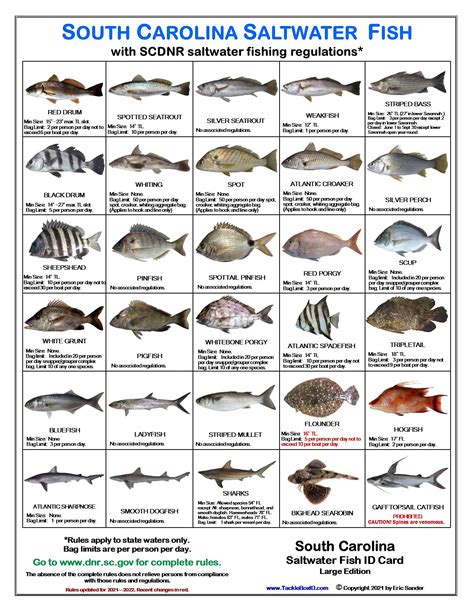 Under the new laws, anglers may keep 10 spadefish per person per day (or 30 per boat) and may only keep fish at least 14 inches in total length. The creel limit for spadefish was previously 20 fish per person per day, with no minimum size limit. Anglers may keep three tripletail per person per day (or nine per boat), provided those fish are at .... 