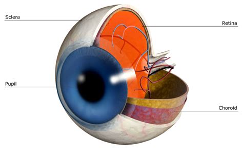 Scelera. The sclera and cornea seem to be the most affected parts of the eye in patients with OI. Type I collagen is an important structural component of the cornea as well as of the sclera, so it can indeed be expected that many eye problems occur in these tissues (Meek & Fullwood 2001). Several studies showed decreased central corneal and … 