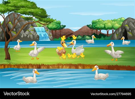 Scene with ducks in pond Royalty Free Vector Image