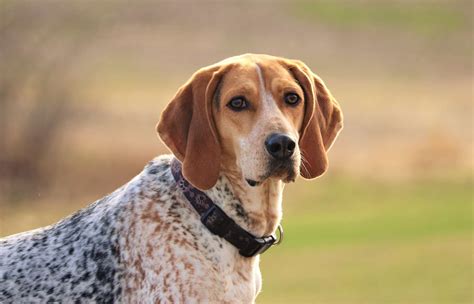 Scent hounds. The hounds are rewarded, and the fox gets his freedom, perhaps to be chased again another day. 4. The English Foxhound is more stout than its cousin, the American Foxhound. These large dogs stand ... 