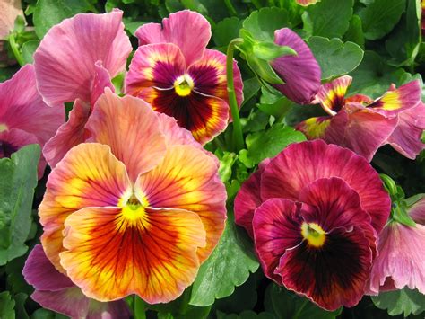 Jun 5, 2017 &0183; The pansy is a delicate looking flower often with a "face. . Scentedpansy