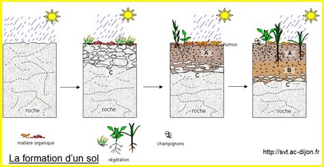 Schéma des étapes de la formation d'un sol
