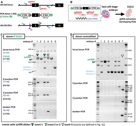 😈 Schdr Leaks [HD]