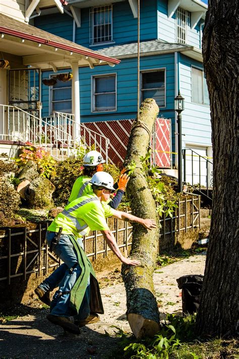 Schedule a Portland Tree Service Estimate Urban Forest Pro