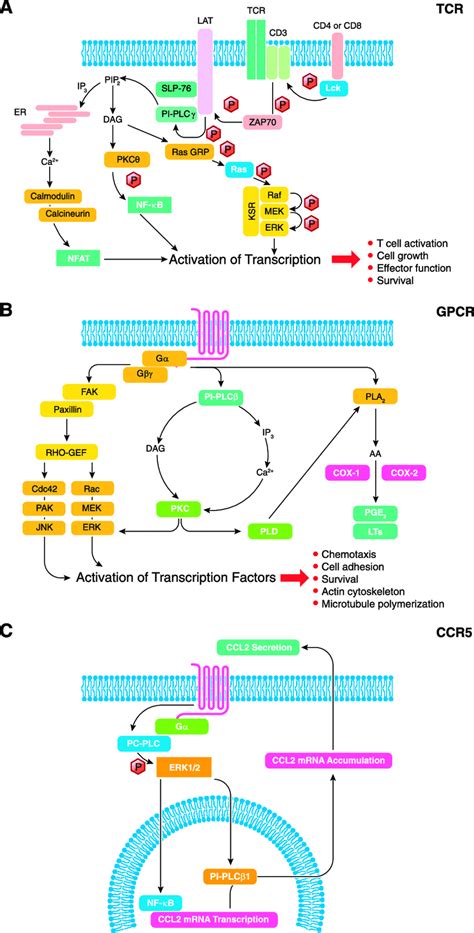 Schematic Representation Of The Involvement Of Pls In Pivotal Signaling Download Scientific Diagram