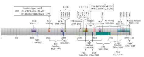 Schematic diagram of DNA-PKcs sequence-function implications.