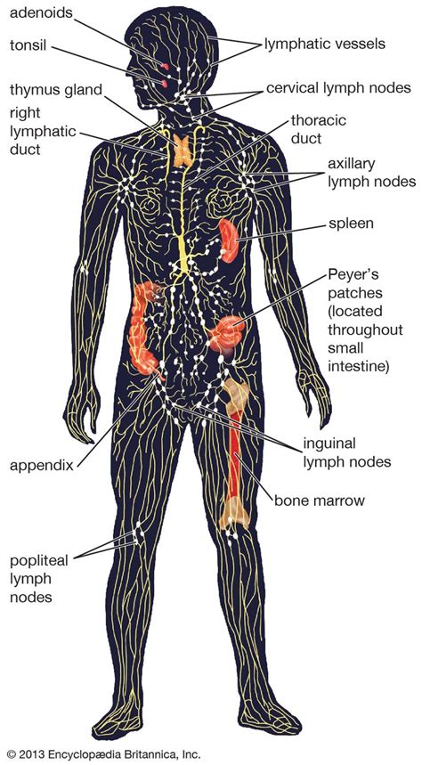 Schematic diagram of the lymphatic vascular tree. Lymphatic …