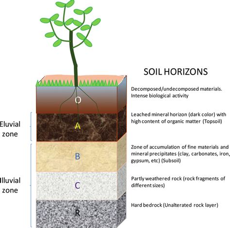 Schematic drawing of the soil profile. Download Scientific Diagram