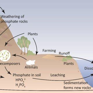 Schematic figure of the phosphorus cycle. Download Scientific Diagram