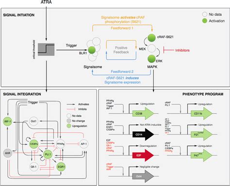 Schematic of the effective ATRA differentiation circuit. Above a