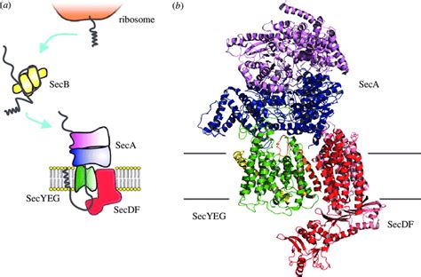 Schematic of the posttranslational protein secretion pathway in