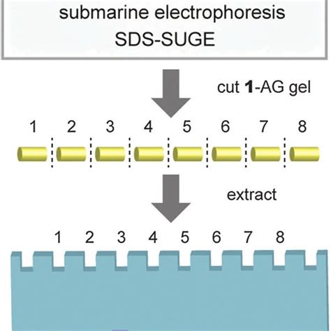 Schematic representation of SDSSUGE and following SDSPAGE analysis