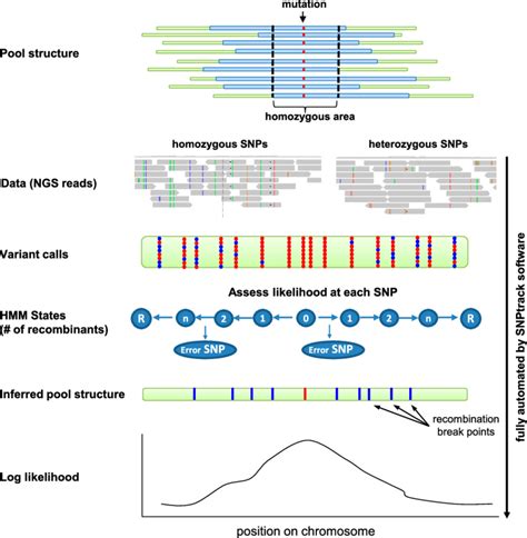Schematic representation of mutation analysis by NGS and SNP mapping