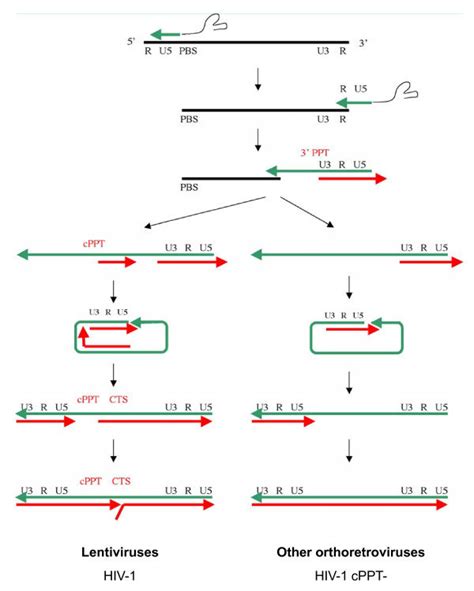 Schematic representation of reverse transcription in lentiviruses and