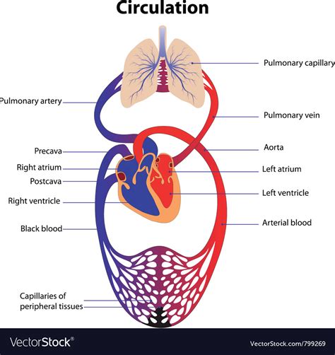 Schematic representation of the human circulatory Vector Image