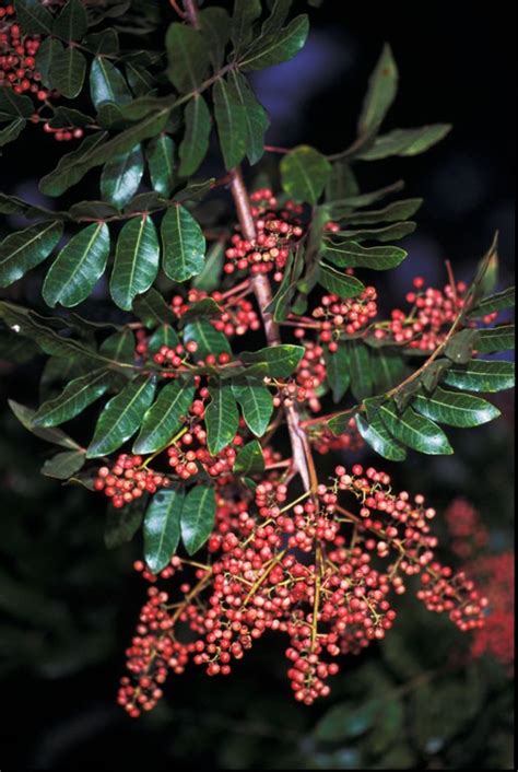 Schinus terebinthifolius Profile – California Invasive …