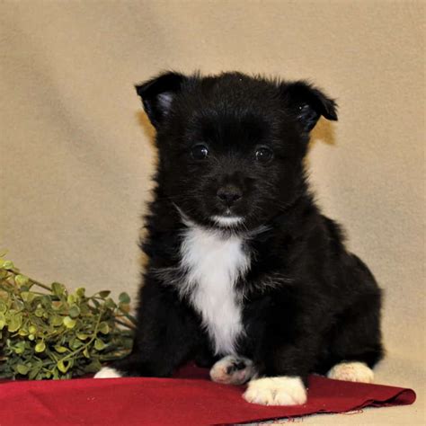 Schipperke for sale. Things To Know About Schipperke for sale. 