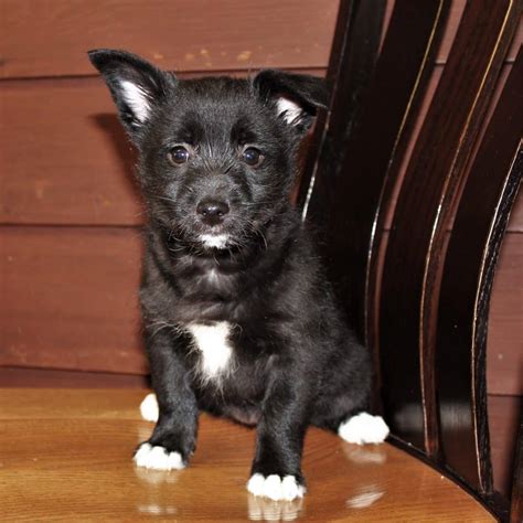 Schipperkes for adoption. Woof! Why buy a Schipperke puppy for sale if you can adopt and save a life? Look at pictures of Schipperke puppies who need a home. 