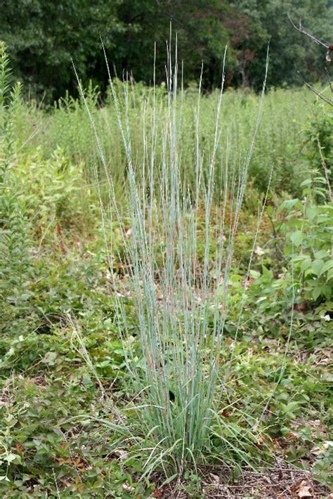 Schizachyrium scoparium (little bluestem): Go Botany