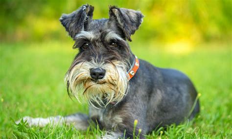 Schnauzer Dog Breed Info Petfinder