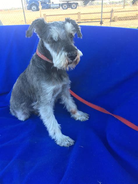 Schnauzer for adoption near me. Schnauzer Dogs adopted on Rescue Me! Donate. Adopt Schnauzer Dogs in New Mexico. Filter. 24-04-22-00319 D139 Charlie (m) (male) Schnauzer mix. Dona Ana ... 