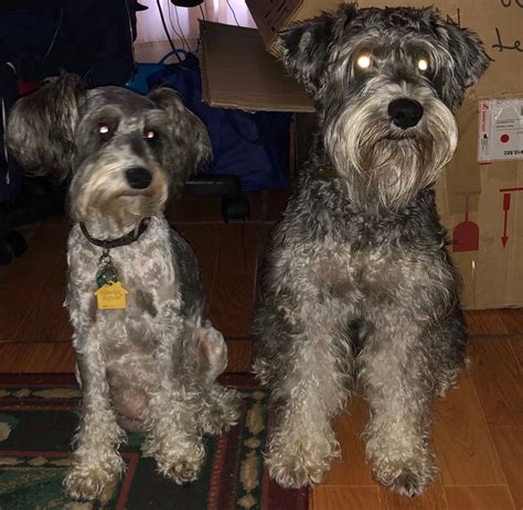 Miniature Schnauzer Puppies for sale. texas, houston. Miniature Schnauzer Puppies for sale. All puppies are vet checked, vaccinated. We can ship. F.. #484648. 