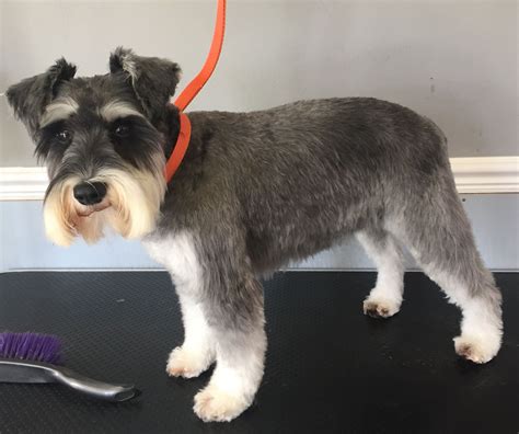 And of course, show grooms leave long eye brows, beard, legs, and skirt. 1. Schnauzer Kennel Cut. 2. Shnauzer Breed Trim. 3. Shnauzer Full Coat (show groom) Poodle . In most standard Poodle grooming styles the legs and ears are left longer, with a “top knot” left on the top of their head.. 
