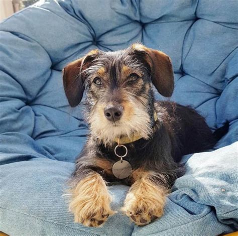 The Mauzer is a small-sized dog that has been crossed between the Maltese and the Miniature Schnauzer. These floppy-eared, long-haired dogs are known for their cute looks and funny disposition. …. 