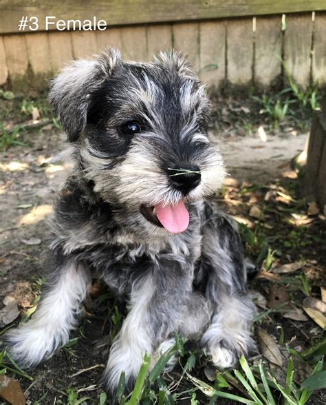 Schnauzer puppies for sale houston. Things To Know About Schnauzer puppies for sale houston. 
