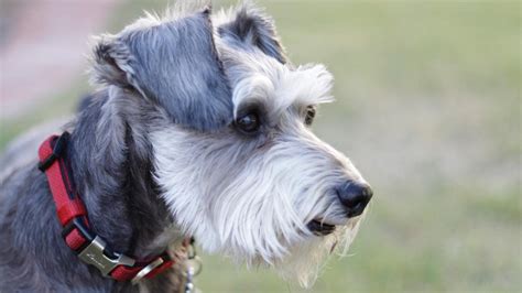 The Miniature Schnauzer originated in the mid-1800s to work on German farms as ratters. They also guarded houses at night. The Pinscher-Schnauzer Klub of Germany came up with a breed standard for the Miniature Schnauzer in 1888. It received AKC recognition in 1926. General Appearance. A Miniature Schnauzer for sale should be a sturdy dog with .... 