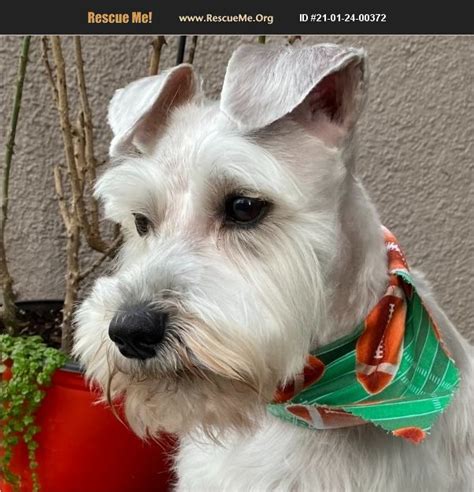 Miniature Schnauzer Rescue of North Texas (MSRNT) is a group of peo
