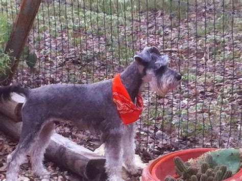 Schnauzer rescue houston. Search for a Miniature Schnauzer puppy or dog. Use the search tool below to browse adoptable Miniature Schnauzer puppies and adults Miniature Schnauzer in Austin, Texas. Schnauzer (Miniature) Location. Age Any. 