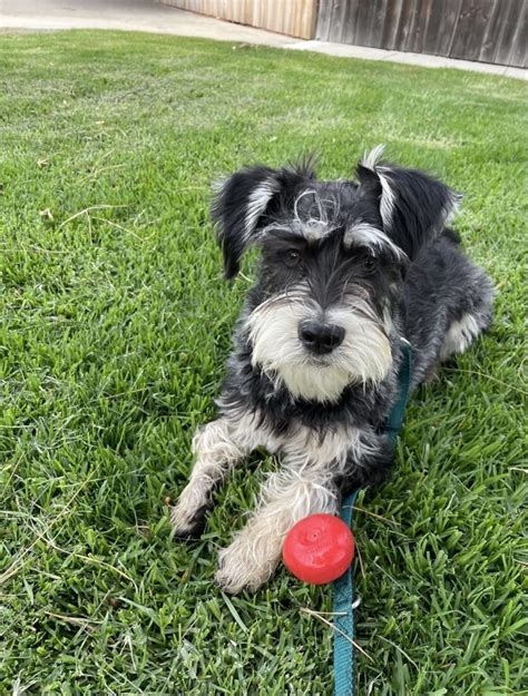 Schnauzer rescue ohio. Search for a Schnauzer (Standard) puppy or dog. Use the search tool below to browse adoptable Schnauzer (Standard) puppies and adults Schnauzer (Standard) in Ohio. Schnauzer (Standard) Location. Age Any. Search. 