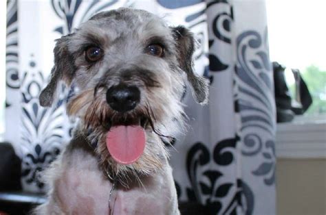 Here are 30 of the best names for sweet Schnauzer dogs! 1. Zeus. A post shared by Zeus The Schnauzer (@mightyzeusc) on Apr 24, 2018 at 9:14am PDT. 2.. 