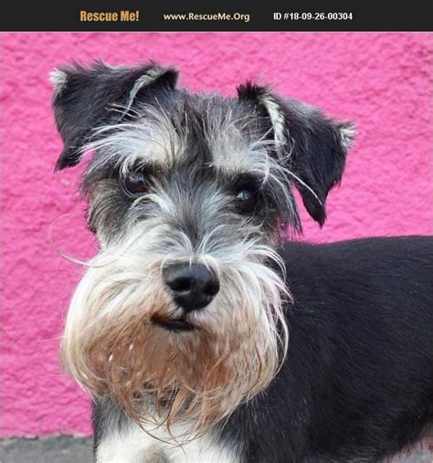 Schnauzer rescues near me. Things To Know About Schnauzer rescues near me. 
