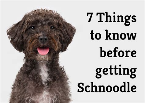 Schnoodle and schnoodles your perfect schnoodle guide includes schnoodle puppies giant schnoodles finding schnoodle. - A concise guide to nuclear medicine by abdelhamid h elgazzar.