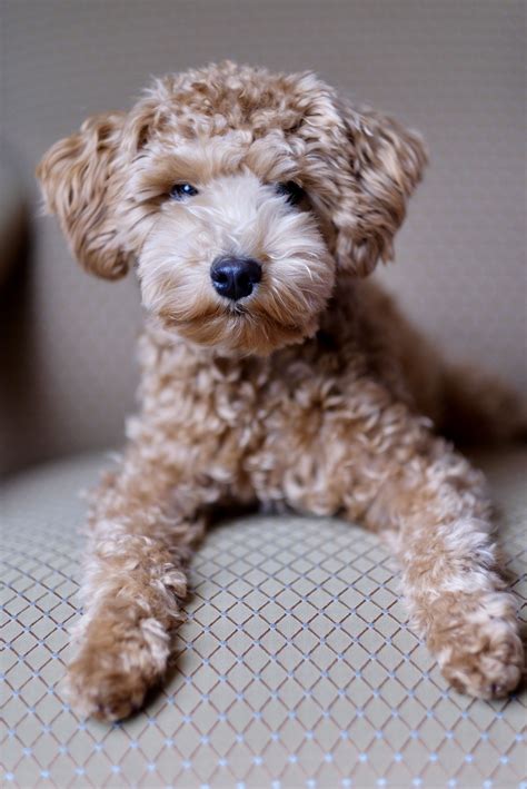 A Schnauzer-Poodle mix, the Schnoodle combines the two sweetest and most intelligent breeds. This hybrid breed is known for its loyalty, high energy levels, gentle and loving nature, and the signature Doodle looks and Schnauzer beard. Schnoodles have been around since the 1980s and their popularity has been on the rise ever since.. 