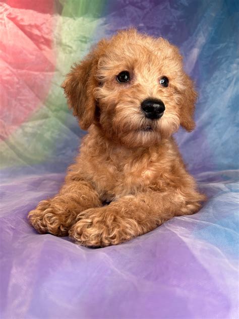 We're here to help you find Schnoodle puppies for sale near Washington from responsible breeders you can trust. Easily search hundreds of Schnoodle puppy listings, connect directly with our community of Schnoodle breeders near Washington, and start your journey into dog ownership today — we'll have you covered at every step.