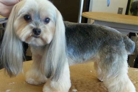 Schnorkie haircut. Jan 19, 2015 · Hi guys hope you enjoy this video, I will show you how I groom my Shorkie Chloe. Please read the content listed below for more details thanks for watching. I... 