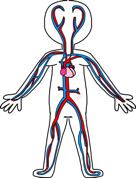 SchoolBox Treasures Body System Fun!