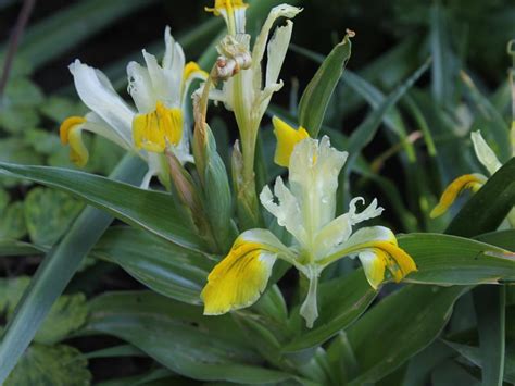 Schwertlilie (Iris bucharica) - Winterharte Stauden