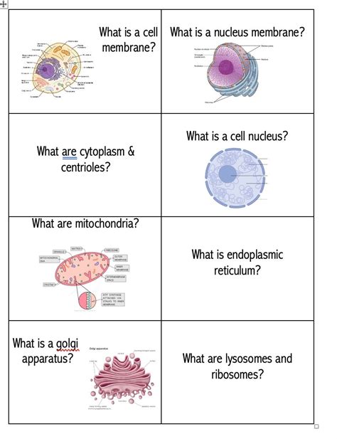 Science - Parts of a Cell Flashcards Quizlet