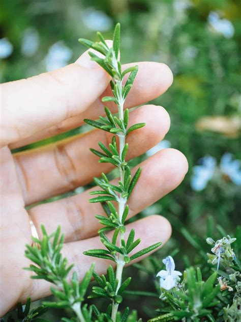 Science Says the Smell of Rosemary Can Make You Smarter