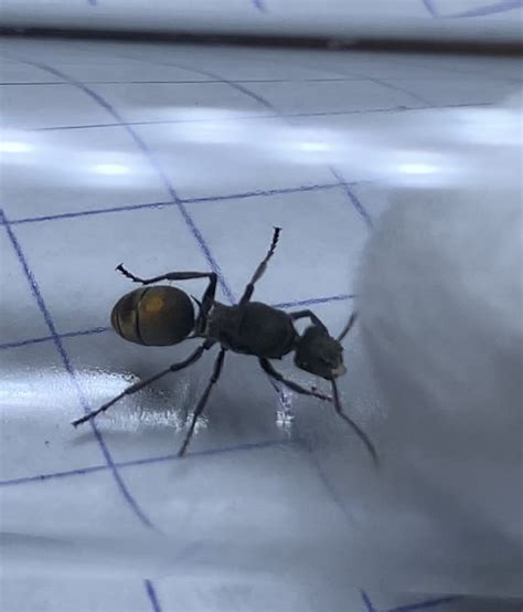 Sciensational - Queen Ant Polyrachis Gold Colony With 30