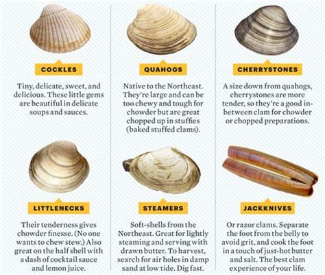 Scientific name for clams. Things To Know About Scientific name for clams. 