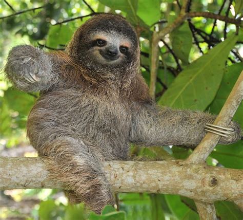 The pygmy three-toed sloth is the smallest of the three-toed sloths, and was only recognised as a distinct species in 2001. It can only be found on the Isla Escudo de Veraguas, which has been separate from mainland Panama for 9,000 years. Famous for its slow movements, the pygmy three-toed sloth is ideally suited to life in the mangroves and is .... 