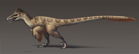Velociraptor ( / vəˌlɒsɪˈræptər, vəˈlɒsɪræptər /; [1] lit. 'swift thief') is a genus of small dromaeosaurid dinosaurs that lived in Asia during the Late Cretaceous epoch, about 75 million to 71 million years ago. Two species are currently recognized, although others have been assigned in the past.. 