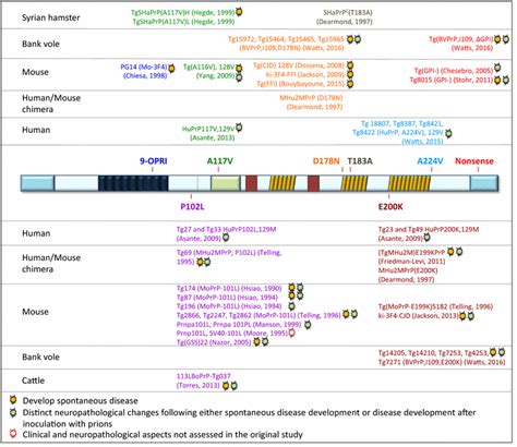 Scientists Create First Transgenic Mouse Models of Common Inherited Form of Lou Gehrig s Disease